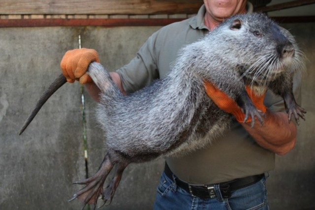 Метровых крыс-гигантов завел у себя дома зоолог из Ленобласти