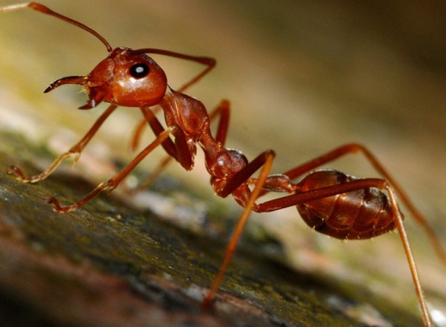 Сколько муравьев нужно, чтоб послать их за пивом?!