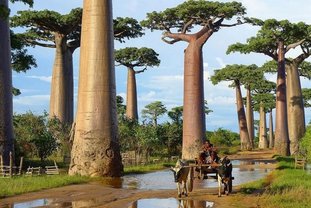 16 самых великолепных деревьев в этом мире