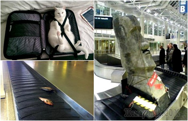 17  фотографий о пассажирах, чей багаж способен не на шутку удивить