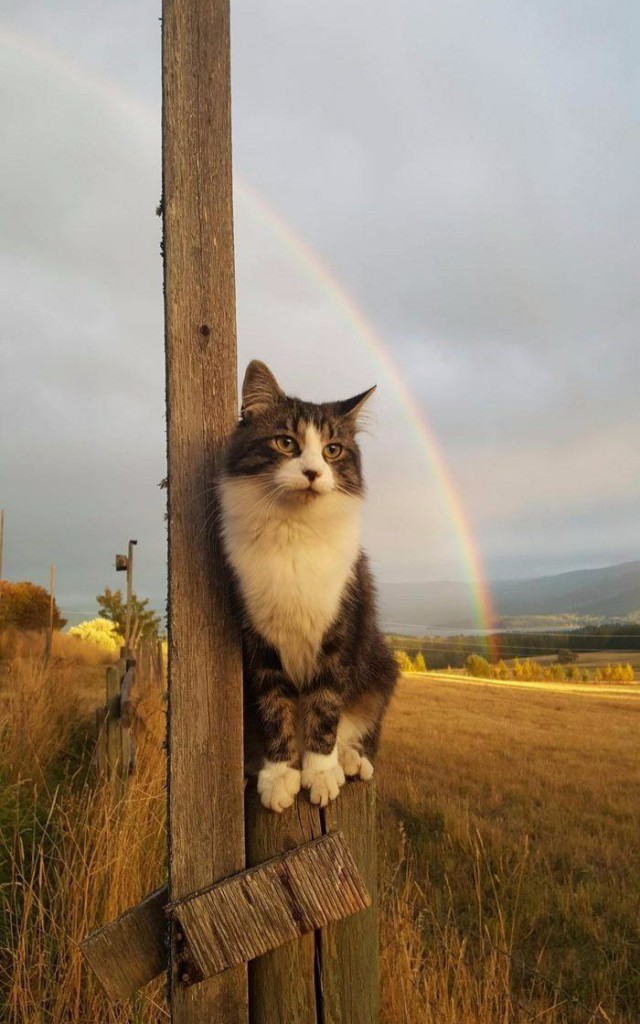 Прикольных котов пост