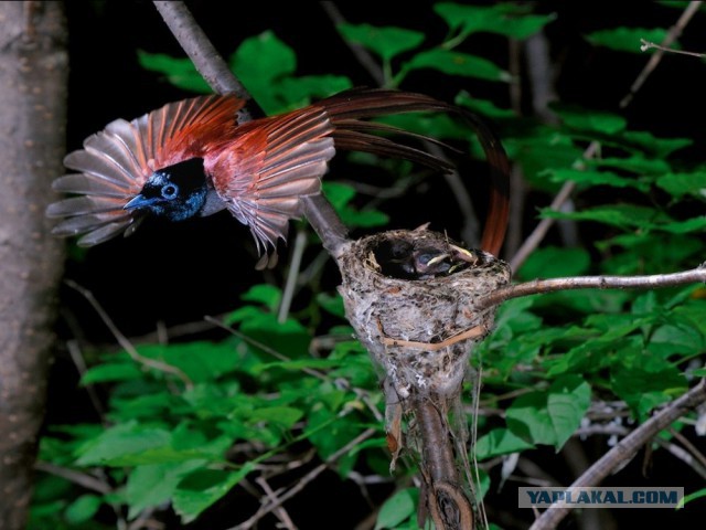 Лучшие фотографии National Geographic