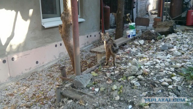 Чудесные котята ищут дом в Сочи :)