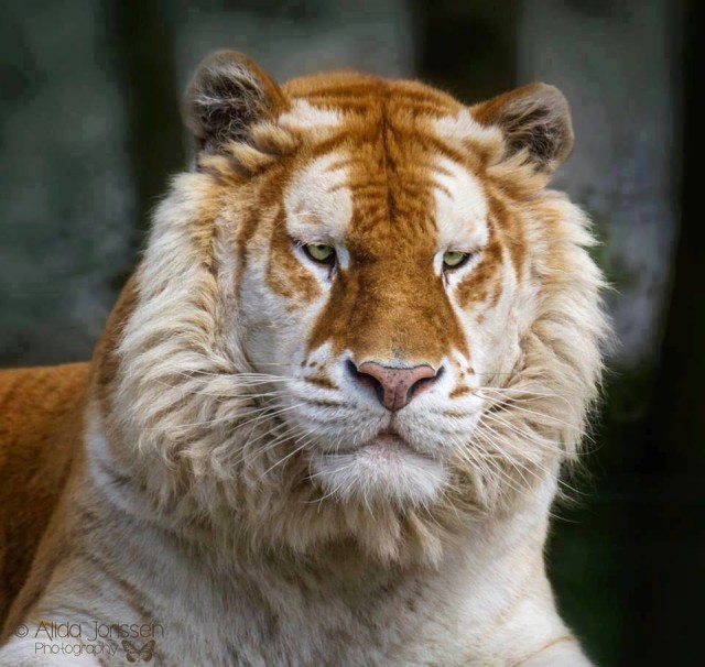 Самый редкий золотой тигр