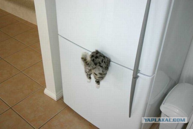 Кот магнит Кот магнит