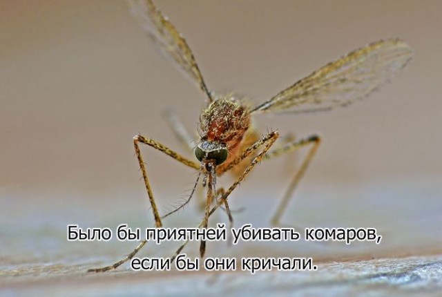 Кладези