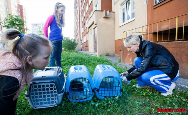 Белорусские волонтеры спасли 11 котов