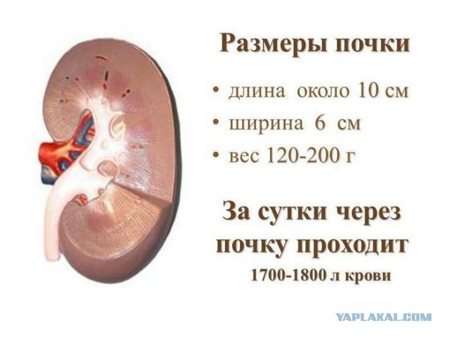 Врачи московской больницы имени С.И. Спасокукоцкого спасли почку мужчины, удалив из нее 7 сантиметровый камень
