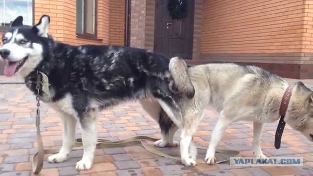 На какой день вяжут лаек На какой день вяжут лаек