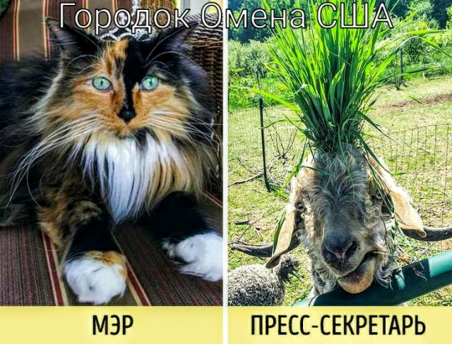 Фотографии, которыми коты могут гордиться