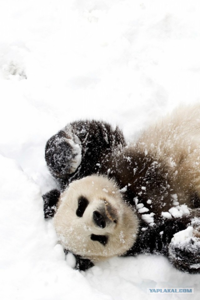Панда в восторге от снега