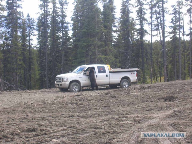 Медведь закрылся в автомобиле и... в общем - кирдык машине