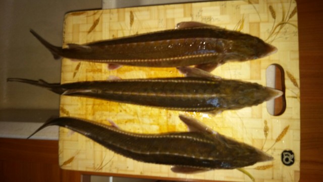 Рыба жареная с сельдевым майонезом и салатом "Пастернак"