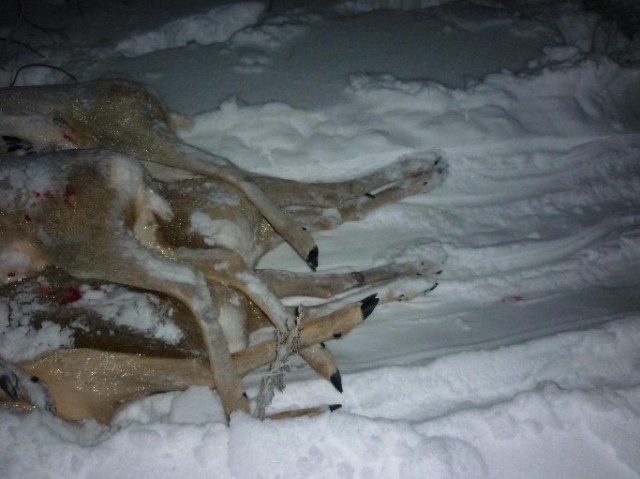 В Белгородской области пять косуль покончили с собой, бросившись под снегоход