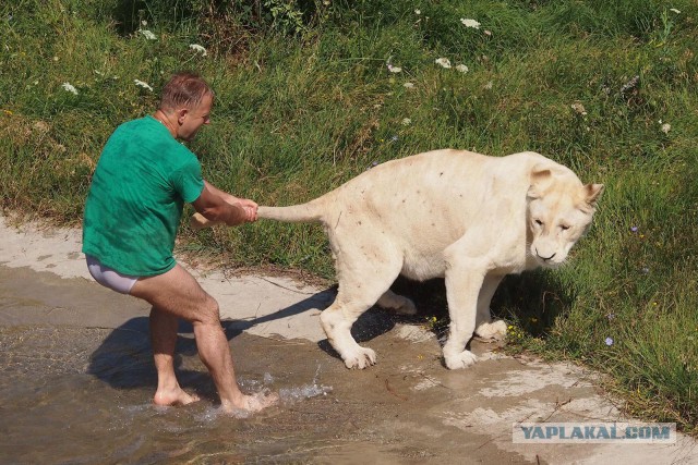 Волшебный тапок. Хозяин сафари-парка в Крыму разогнал львов, будто котят