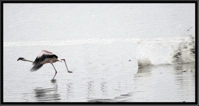 Фотожаба: Догонялки