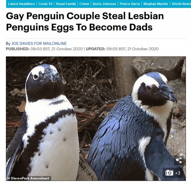 Пингвины-геи украли у гетеросексуальной пары яйцо