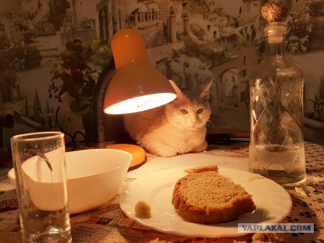 Вот мой кот с лампой