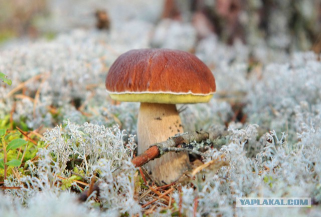 Топ-10 грибов
