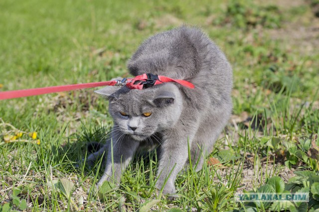 Котейки пост