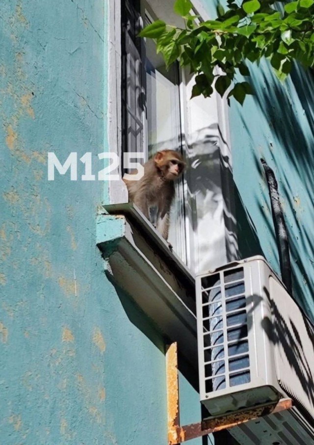 В Москве из полицейского участка на улице Трофимова, сбежала обезьяна.