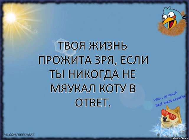 16 нелепых и смешных вещей, которые делают все кошачьи владельцы