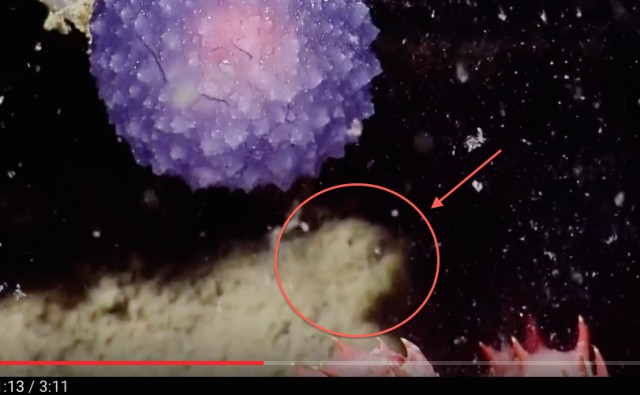 На дне океана найден загадочный пурпурный шар