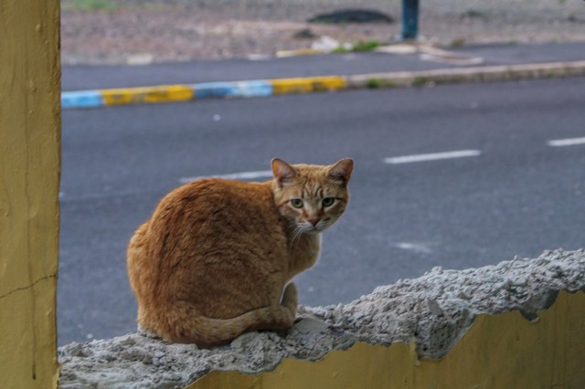 Кулинарный котовторник