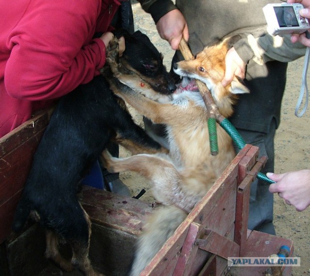 Госдума выступает против охотничьих собак