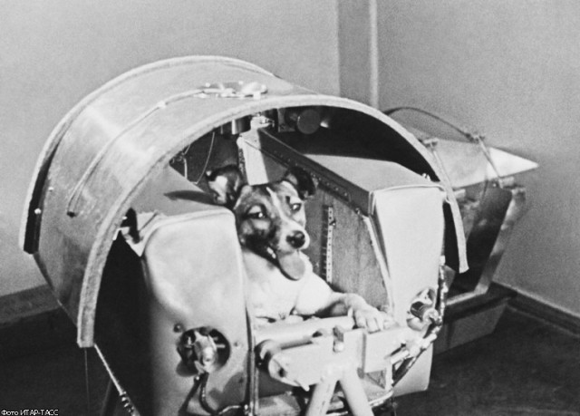 55 лет назад Лайка полетела в космос
