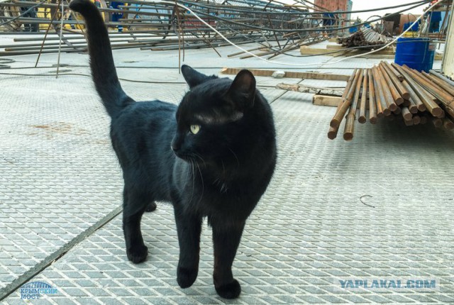 День котов на стройке моста в Крым