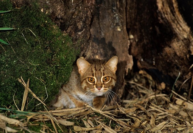 Ржавая кошка: Убийца с ладошку. Вдвое меньше обычного кота, но настоящие берсерки в плане охоты