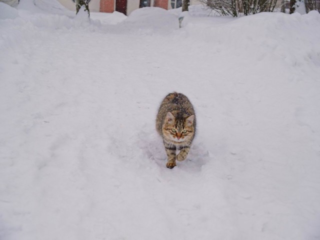 Котовторник на ЯПлакалъ