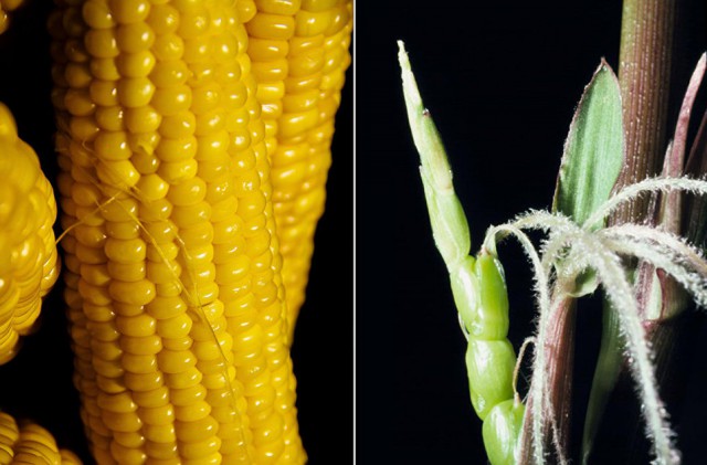Без ГМО! Растения, которые человек изменил до неузнаваемости