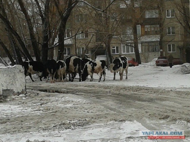 Это Омск, детка