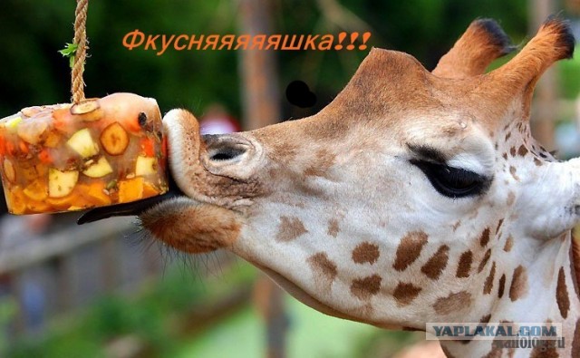 Жираф почему ты высокий такой песня скачать