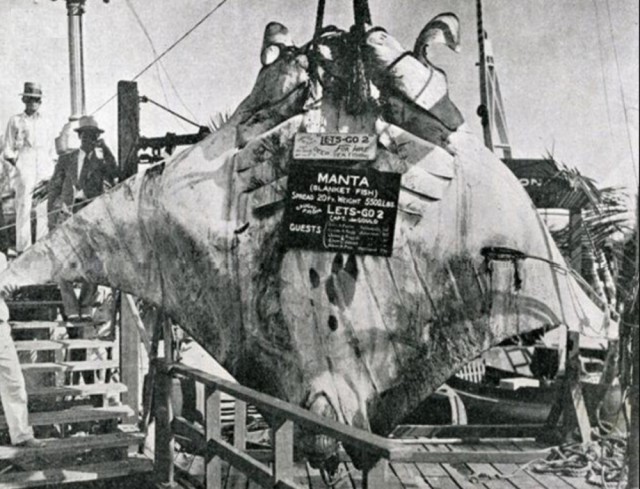 "Великая Манта ", поймана капитаном Л. Каном 26 августа 1933 года