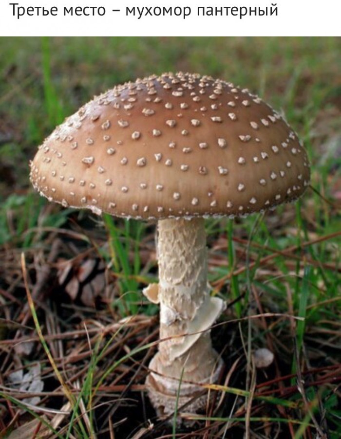 5 самых опасных грибов в России.