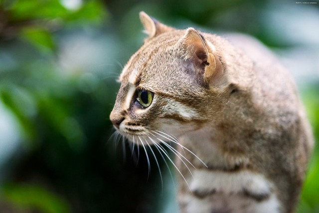 17 котов, о существовании которых знают не все