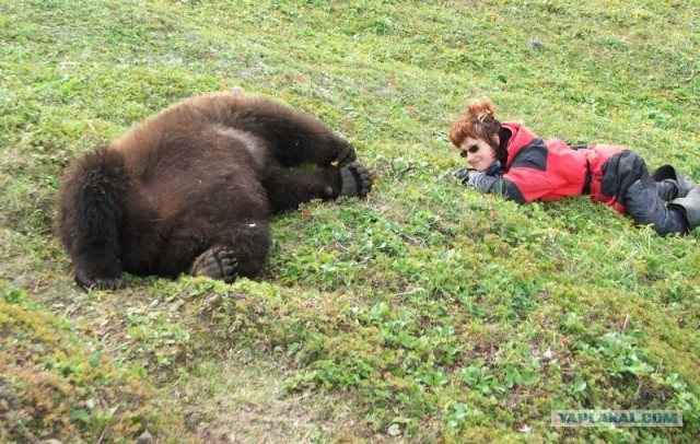 Дружба с медведами