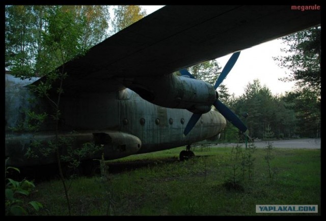 Самолет в лесу (11 фото)