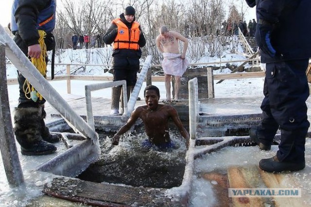 Моржи, которые вас удивят