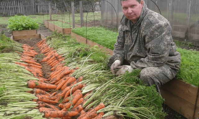 Зачем мой сосед снёс теплицу с луком и засадил 18 соток морковкой: в этом году хочет ещё 25