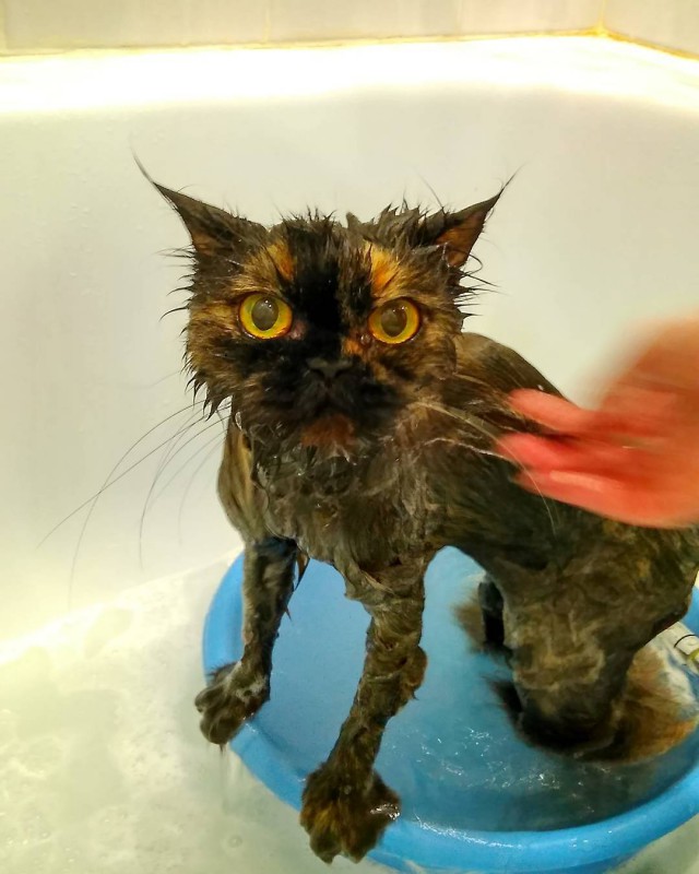 Мипо — кот, который обожает принимать душ