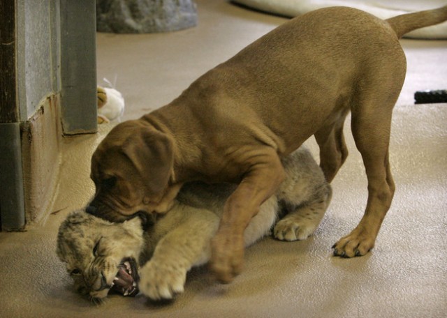 Львенок и собака (17 фото)