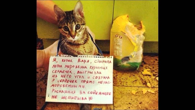 Котаны...