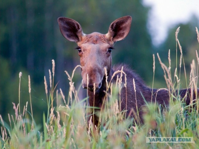 Лучшие фотографии National Geographic