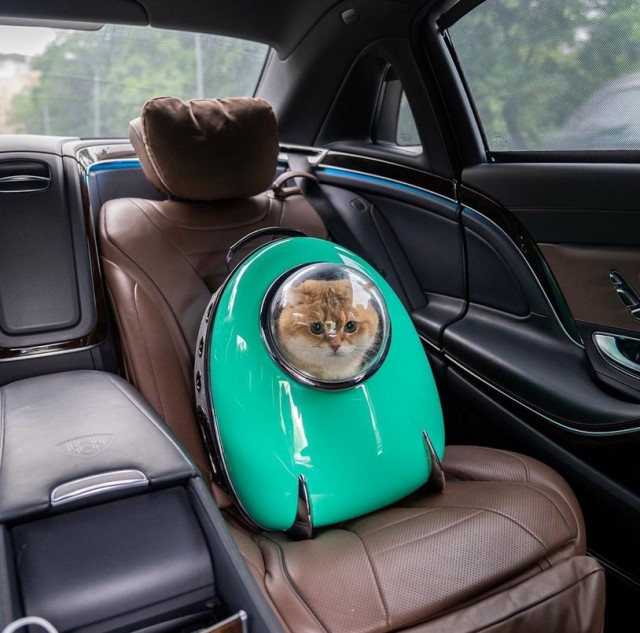 Фотожабы: Кот в рюкзаке с иллюминатором