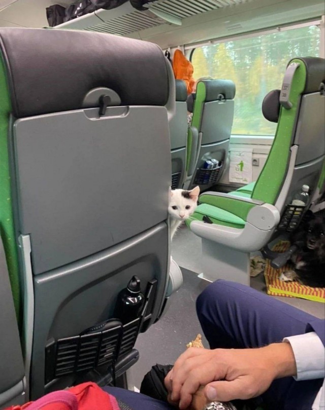 В междугородних поездах Финляндии есть отдельные вагоны для проезда с домашними животными