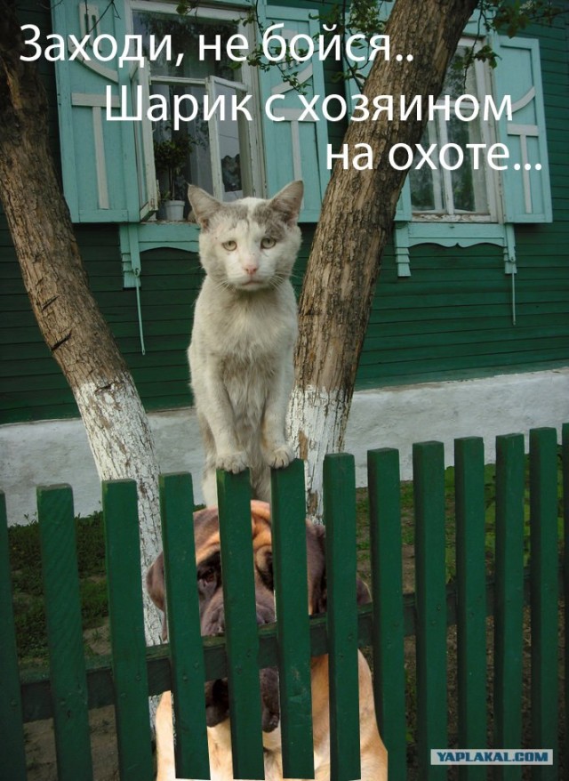 Кот - хипстер